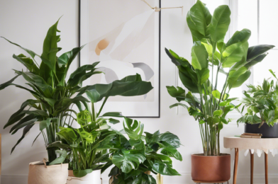 “The Best Houseplants for Cleaner Air and a Healthier Home”